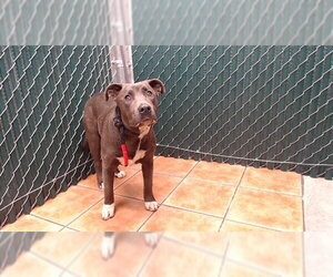 Mutt Dogs for adoption in Downey, CA, USA