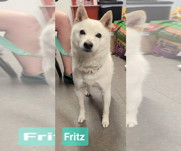 Medium Photo #3 - Mix Puppy For Sale in Richmond, IN, USA