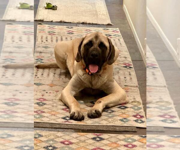 Medium Photo #2 Mastiff Puppy For Sale in Edmond, OK, USA