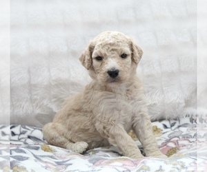 Goldendoodle Puppy for sale in CHERRY CREEK, NY, USA