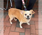 Small #3 Chihuahua