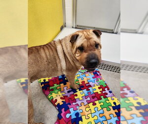 Chinese Shar-Pei Dogs for adoption in Temple, TX, USA
