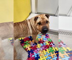 Small Chinese Shar-Pei