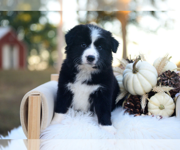 Medium Photo #1 Border Collie Puppy For Sale in CONWAY, MO, USA