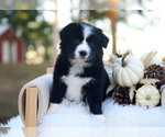 Gypsy - Female Border Collie Puppy for Sale - Small photo