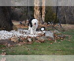 Small Photo #41 Old English Sheepdog Puppy For Sale in MARIONVILLE, MO, USA