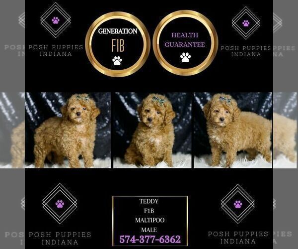 Medium Photo #2 Maltipoo Puppy For Sale in WARSAW, IN, USA