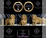 Small #1 Maltipoo