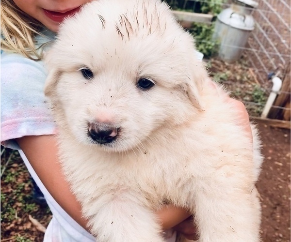 Medium Photo #12 Great Pyrenees Puppy For Sale in SAN MARCOS, TX, USA
