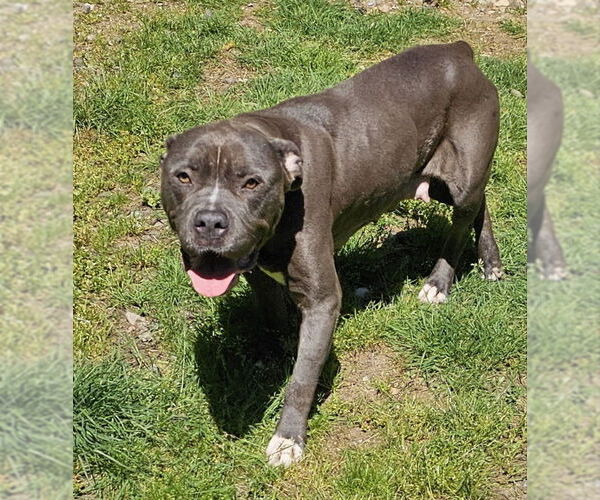 Medium Photo #3 American Pit Bull Terrier Puppy For Sale in Olalla, WA, USA