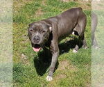 Small #2 American Pit Bull Terrier