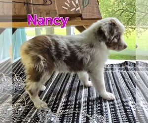 Miniature Australian Shepherd Puppy for sale in FREMONT, MI, USA