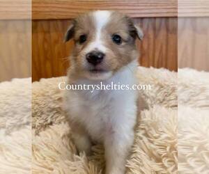 Shetland Sheepdog Puppy for Sale in GRAFTON, Ohio USA