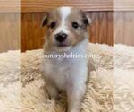 Image preview for Ad Listing. Nickname: Sable Merle 1