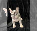Puppy Repeat French Bulldog