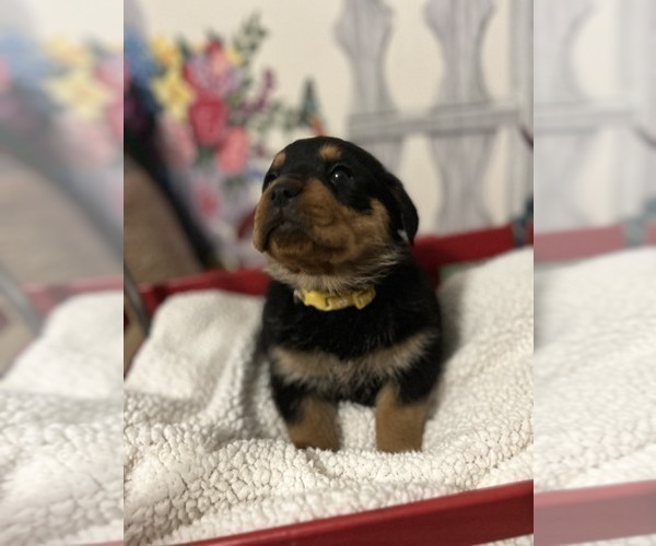 Medium Photo #14 Rottweiler Puppy For Sale in MARION, SC, USA