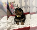 Small Photo #14 Rottweiler Puppy For Sale in MARION, SC, USA