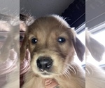 Small #5 Golden Retriever