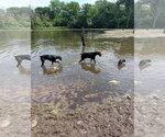 Small #4 Doberman Pinscher