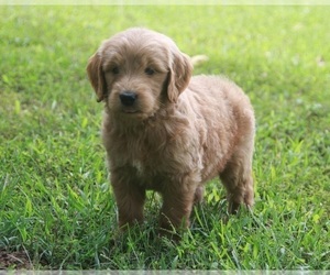 Goldendoodle Puppy for sale in BRIGHTON, MO, USA