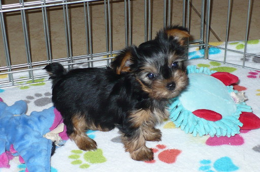 Medium Photo #1 Yorkshire Terrier Puppy For Sale in TUCSON, AZ, USA