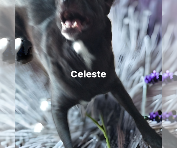 Medium Photo #7 Mutt Puppy For Sale in Orange Grove, TX, USA