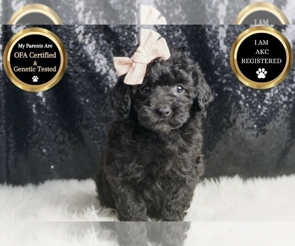 Medium Photo #5 Poodle (Miniature) Puppy For Sale in WARSAW, IN, USA
