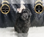 Small #4 Poodle (Miniature)