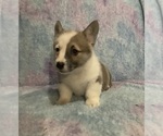 Small #7 Pembroke Welsh Corgi