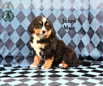 Small Photo #33 Bernese Mountain Dog Puppy For Sale in HARRISONBURG, VA, USA
