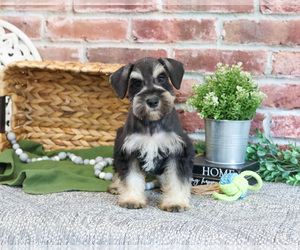 Schnauzer (Miniature) Puppy for sale in SYRACUSE, IN, USA