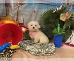 Small Photo #3 Maltese Puppy For Sale in WINSTON SALEM, NC, USA