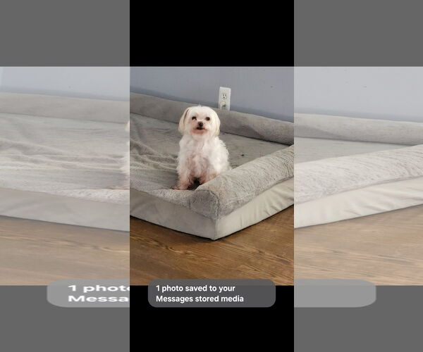 Medium Photo #1 Maltese Puppy For Sale in Marine City, MI, USA