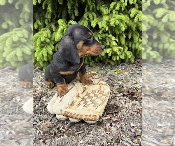 Medium Photo #4 Dachshund Puppy For Sale in MIDDLEBURY, IN, USA