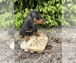 Small #3 Dachshund