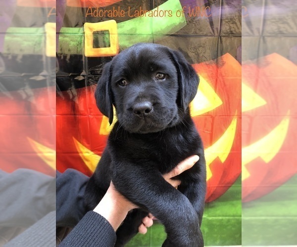 Medium Photo #1 Labrador Retriever Puppy For Sale in SYLVA, NC, USA