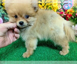 Pomeranian Puppy for sale in HAMMOND, IN, USA