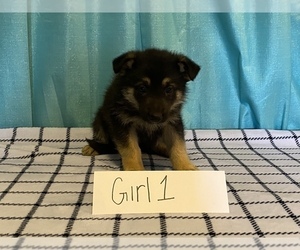German Shepherd Dog Puppy for sale in COLCORD, OK, USA