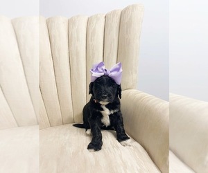 Golden Mountain Doodle Puppy for sale in LELAND, NC, USA