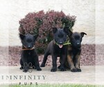 Small #1 Belgian Malinois