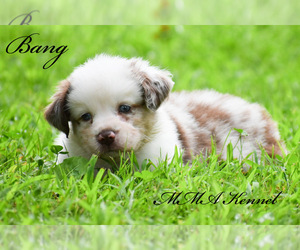 Australian Shepherd Puppy for sale in EASTON, MO, USA