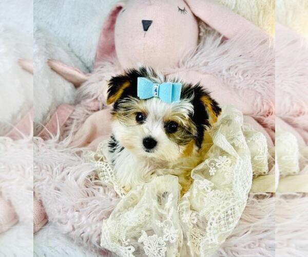 Medium Photo #1 Yorkshire Terrier Puppy For Sale in THONOTOSASSA, FL, USA