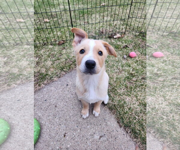 Medium Photo #2 Mutt Puppy For Sale in New London, WI, USA