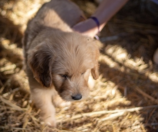 Medium Photo #1 Goldendoodle Puppy For Sale in OXFORD, MS, USA