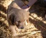 Small Photo #1 Goldendoodle Puppy For Sale in OXFORD, MS, USA