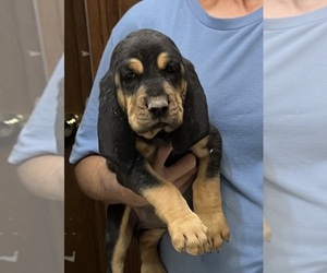 Bloodhound Puppy for sale in FORT MORGAN, CO, USA