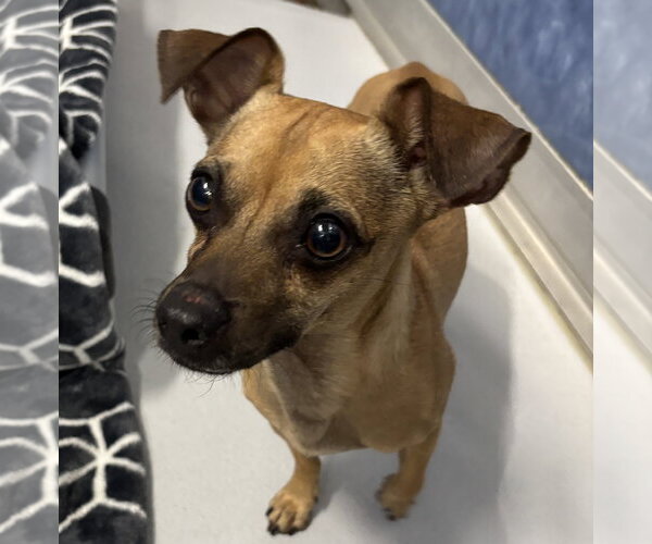 Medium Photo #1 Chihuahua-Unknown Mix Puppy For Sale in Rowlett, TX, USA