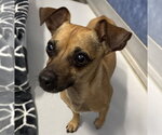 Small Chihuahua Mix