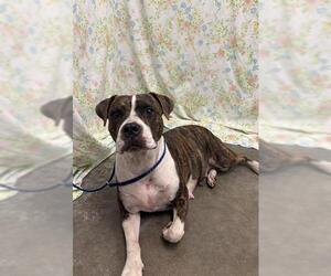 BRANDY - Female Boxer-Staffordshire Bull Terrier Mix Dog for Adoption