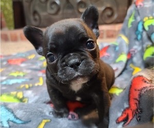 French Bulldog Puppy for Sale in LUBBOCK, Texas USA